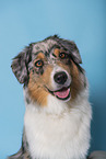 Australian Shepherd