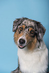 Australian Shepherd