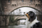 Australian Shepherd