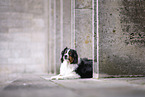 Australian Shepherd