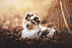 Australian Shepherd