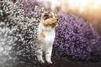 Australian Shepherd