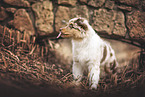 Australian Shepherd
