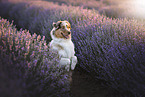 Australian Shepherd
