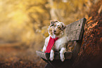 Australian Shepherd