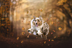 Australian Shepherd