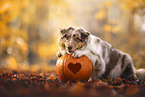 Australian Shepherd