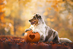 Australian Shepherd