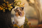 Australian Shepherd