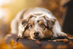 Australian Shepherd