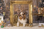 Australian Shepherd