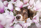 Australian Shepherd