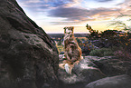 Australian Shepherd