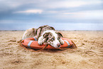 Australian Shepherd