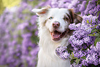 Australian Shepherd