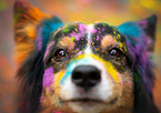 Australian Shepherd