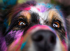 Australian Shepherd