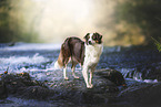 Australian Shepherd