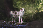 Australian Shepherd