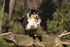 Australian Shepherd