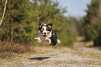 Australian Shepherd