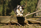 Australian Shepherd