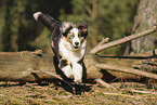 Australian Shepherd