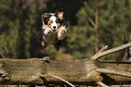 Australian Shepherd