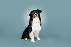 Australian Shepherd