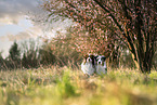 Australian Shepherd