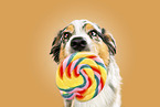 Australian Shepherd