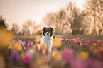 Australian Shepherd