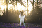 Australian Shepherd