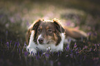 Australian Shepherd