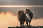 Australian Shepherd