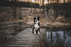 Australian Shepherd