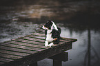 Australian Shepherd