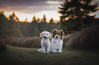 Australian Shepherd