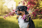 Australian Shepherd