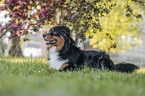Australian Shepherd