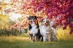 Australian Shepherd