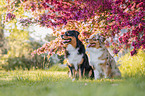 Australian Shepherd