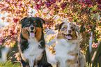 Australian Shepherd