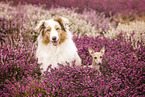 Australian Shepherd