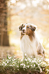 Australian Shepherd