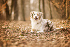 Australian Shepherd
