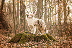 Australian Shepherd