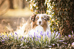 Australian Shepherd