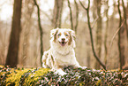 Australian Shepherd