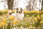 Australian Shepherd